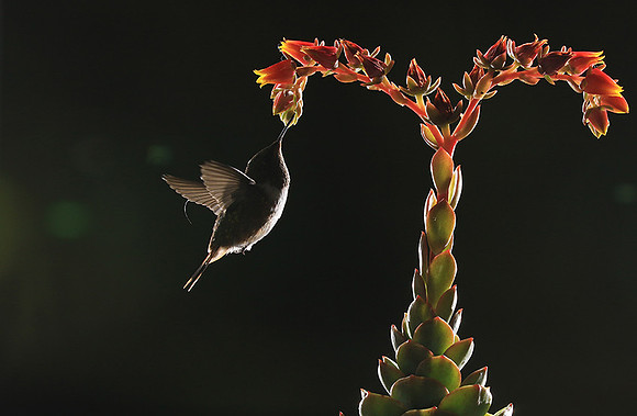Volcano humming bird