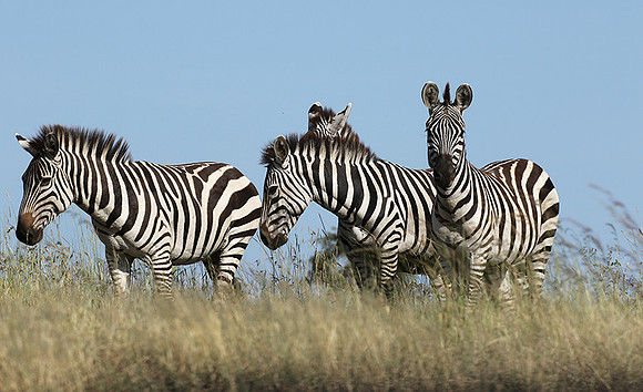 Serengeti - Grumeti Private Reserve