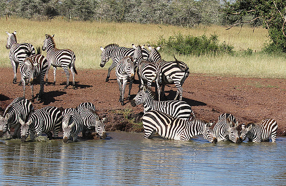 Serengeti - Grumeti Private Reserve