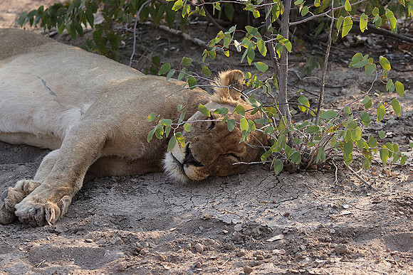 Ongava Private Reserve