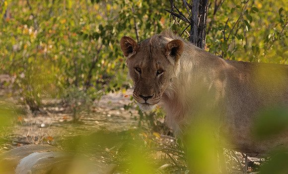Ongava Private Reserve