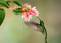 Lesser violetear