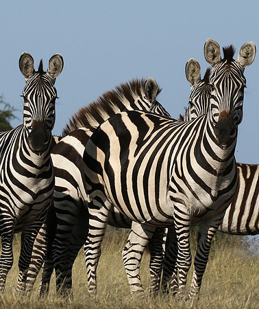 Serengeti - Grumeti Private Reserve