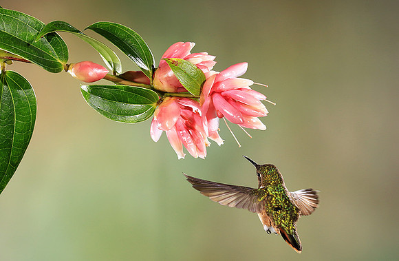 Volcano humming bird