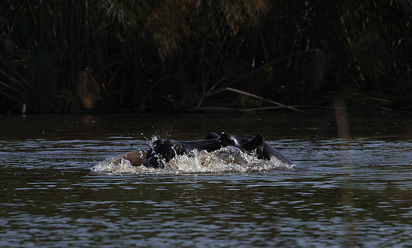 Delta of Okavango