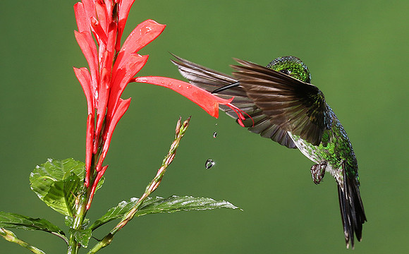 Green-crowned brilliant