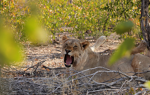 Ongava Private Reserve