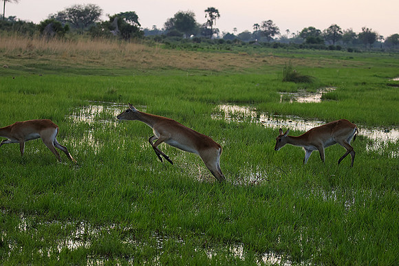 Delta of okavango