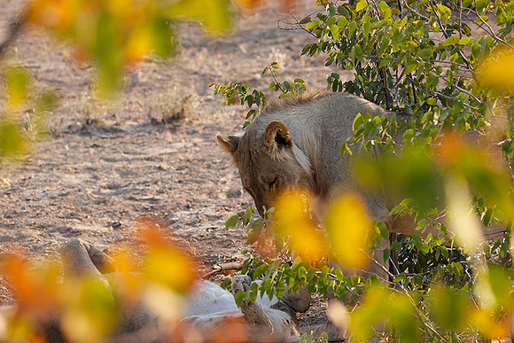 Ongava Private Reserve