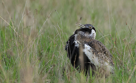 Black-bellied bustard - Borana