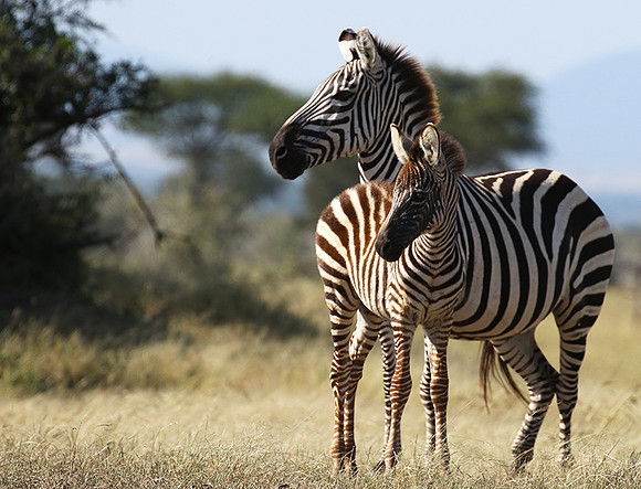 Serengeti - Grumeti Private Reserve