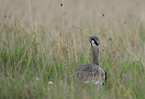 Black-bellied bustard - Borana