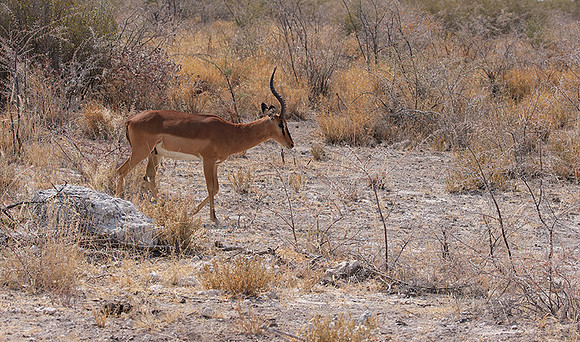 Black-faced impala - Etosha