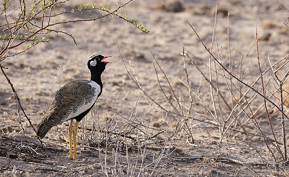 Northern black korhaan - Tau Pan