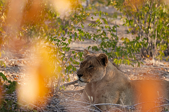 Ongava Private Reserve