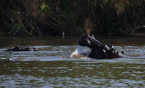 Delta of Okavango