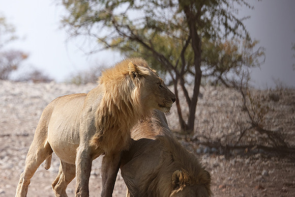 Ongava Private Reserve