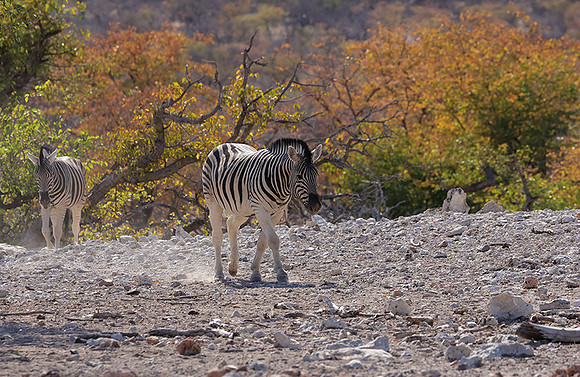 Burchell's zebra - Ongava Private Reserve