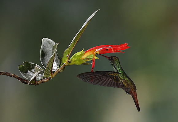 Rufus-tailed