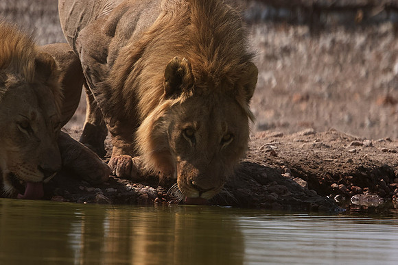 Ongava Private Reserve