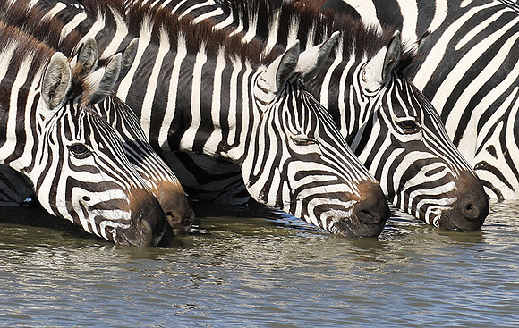 Serengeti - Grumeti Private Reserve