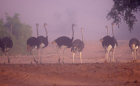 Damaraland
