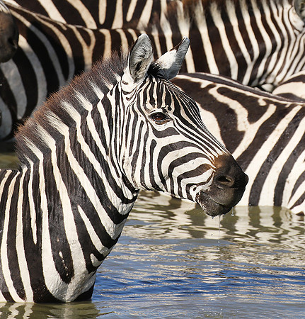 Serengeti - Grumeti Private Reserve