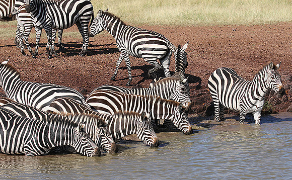 Serengeti - Grumeti Private Reserve