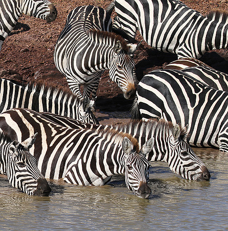 Serengeti - Grumeti Private Reserve