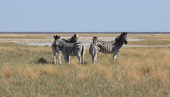 Nxai Pan