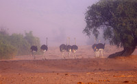 Damaraland