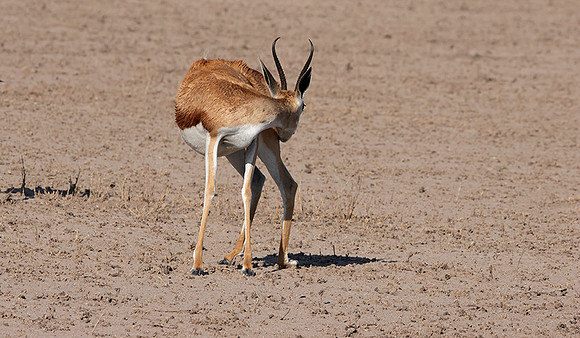 Nxai Pan
