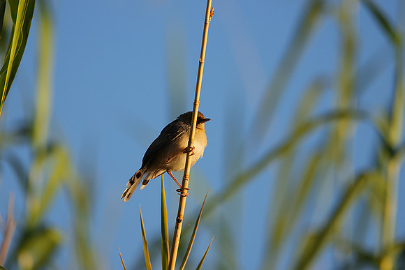 Golden-headed cisticola - Delta of Okavango