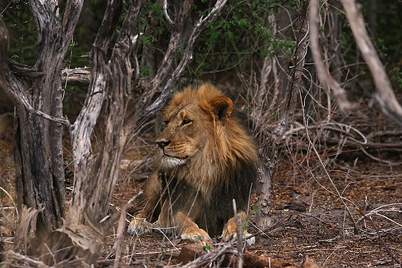 Nxai Pan