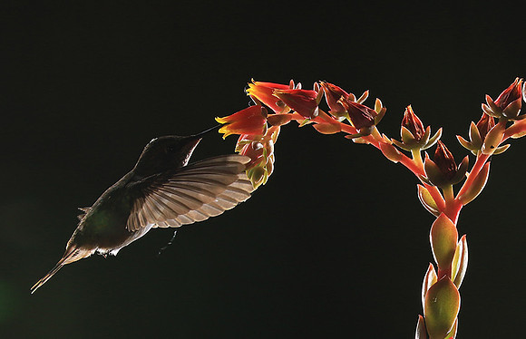 Volcano humming bird
