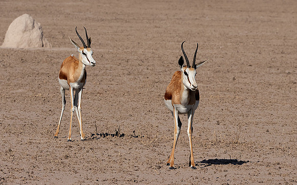 Nxai Pan