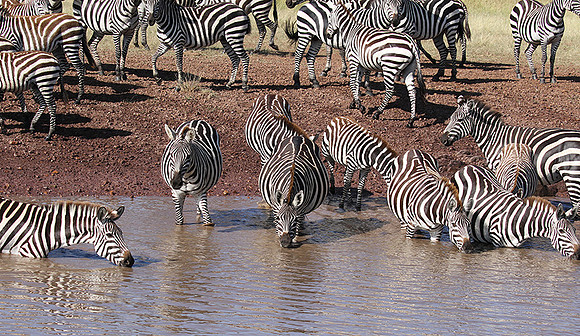 Serengeti - Grumeti Private Reserve