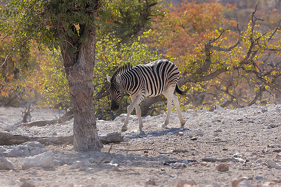 Burchell's zebra - Ongava Private Reserve