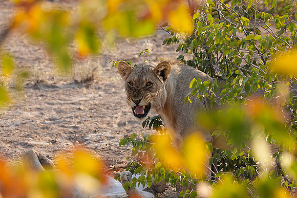 Ongava Private Reserve
