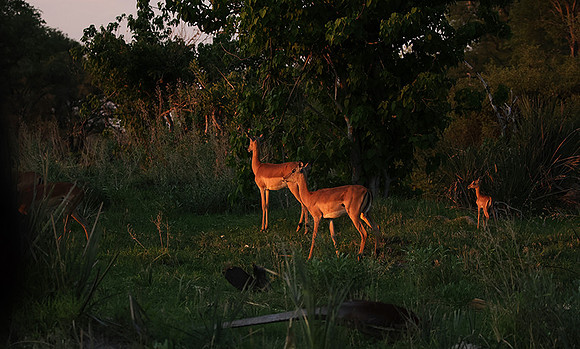 Delta of Okavango