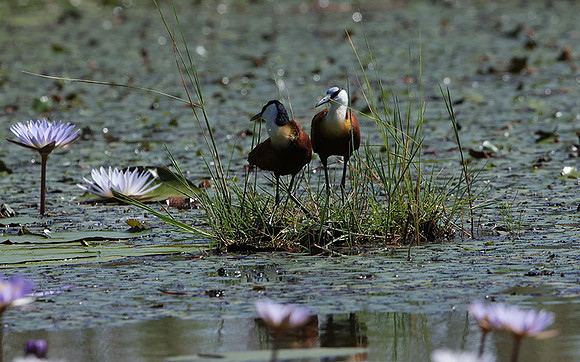 African jacana - Delta Of Okavango
