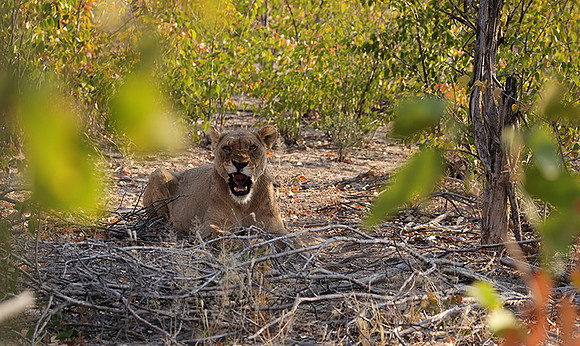 Ongava Private Reserve