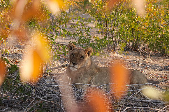 Ongava Private Reserve