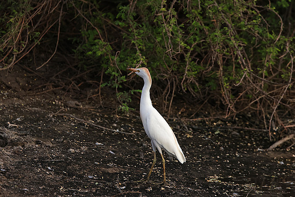 Cattle egret - Tau Pan