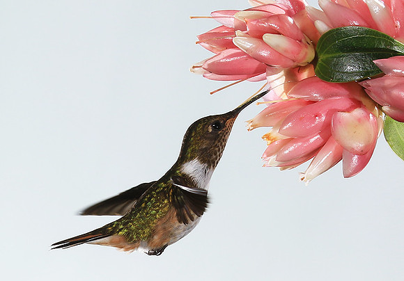 Volcano humming bird