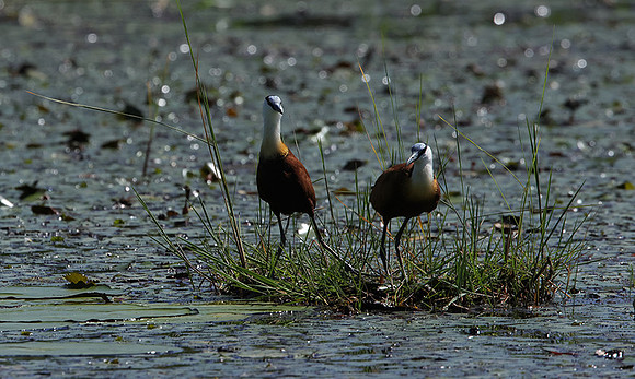 African jacana - Delta Of Okavango