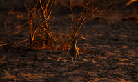 Spotted thick-knee - Tau Pan