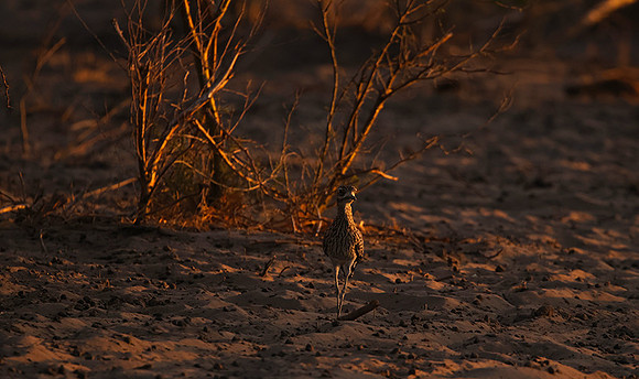 Spotted thick-knee - Tau Pan