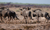 Nxai Pan