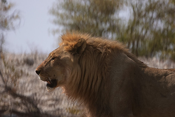 Ongava Private Reserve